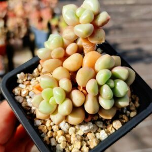 Graptoveria Avant-Garde cluster