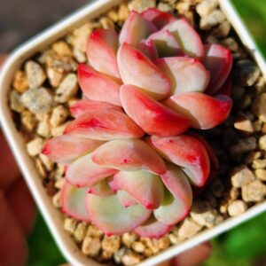 Echeveria Strawberry Puff double tête