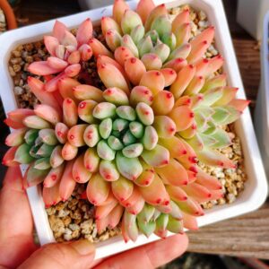 Pachyphytum Merlot cluster