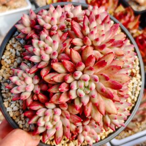 Pachyphytum YuMeiRen Cherry cluster A