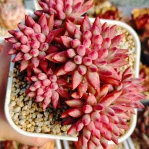 Pachyphytum YuMeiRen Cherry cluster B