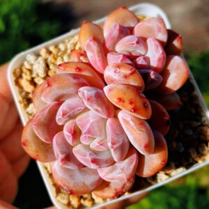 Echeveria Hosikage double tête