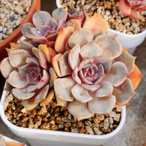 Echeveria Purple Butterfly cluster