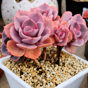Echeveria Dusty Rose cluster