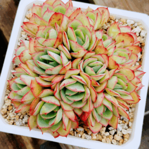 Echeveria Peony Pavillon cluster A