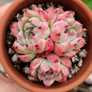 Echeveria Chihuahua cluster