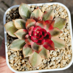 Echeveria Volcan variegata