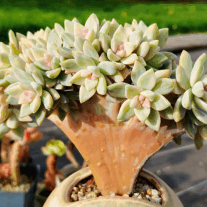 Graptoveria Victor Kane variegata cristata