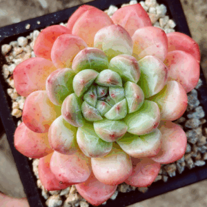 Echeveria Rose Gemstone