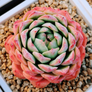 Echeveria Fox Bride L