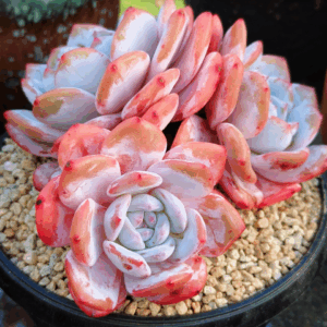 Echeveria Snow Milk Foam cluster