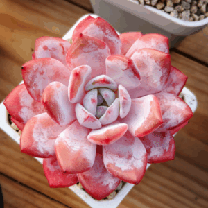 Echeveria Snow Milk Foam
