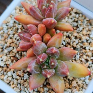 Pachyphytum Rainbow Veil cluster