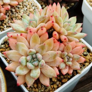 Pachyphytum Merlot cluster 4 têtes