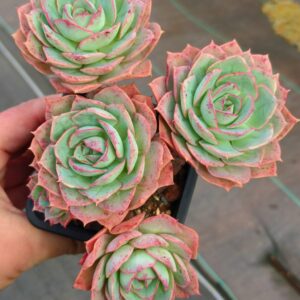 Echeveria Claudia Rose cluster