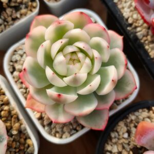 Echeveria Rose Quartz variegata