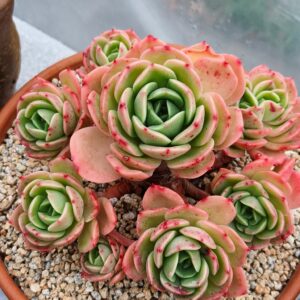 Echeveria Cute Panda cluster vieux tronc