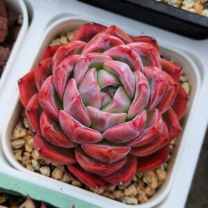 Echeveria Oriental Dahlia