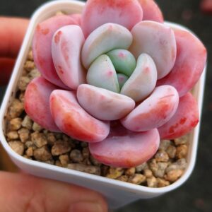 Echeveria Snow Baby
