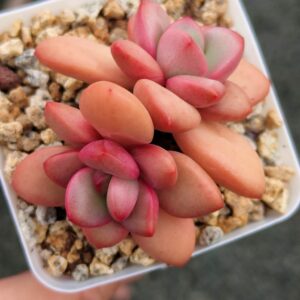 Pachyphytum Energy Bubble double tête