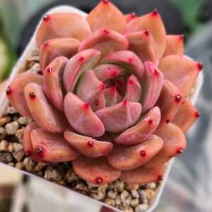 Echeveria Fairy Sparrow