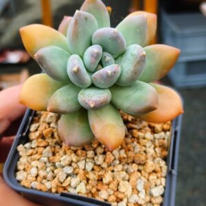 Pachyphytum Rainbow