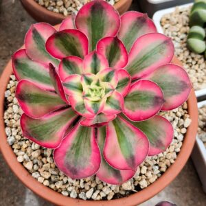 Aeonium Alice (rare)