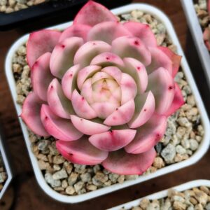 Echeveria Rose Quartz variegata