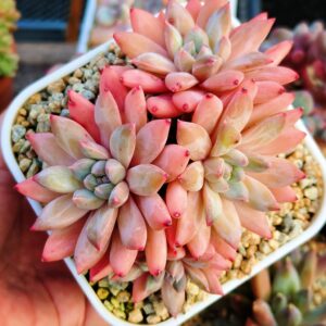 Pachyphytum Merlot cluster 4 têtes