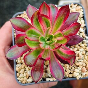 Aeonium Voodoo Silk