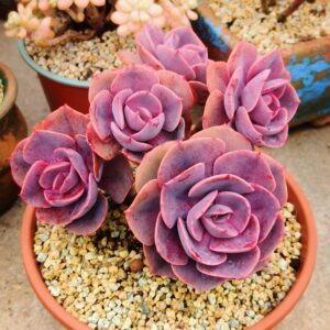 Echeveria Dusty Rose cluster vieux tronc