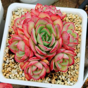 Echeveria Peony Pavillon cluster