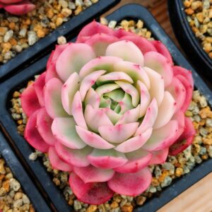 Echeveria Rose Quartz variegata