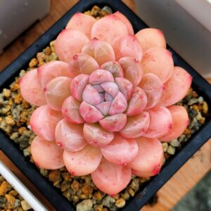 Echeveria Rose Gemstone