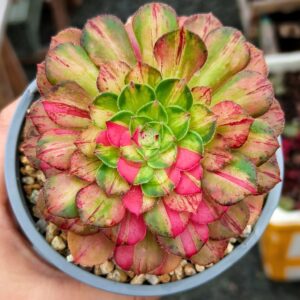 Aeonium Zhifou avce bebe