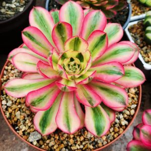 Aeonium Alice (rare)