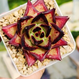 Echeveria agavoide Ebony