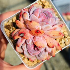 Echeveria Hosikage double tête