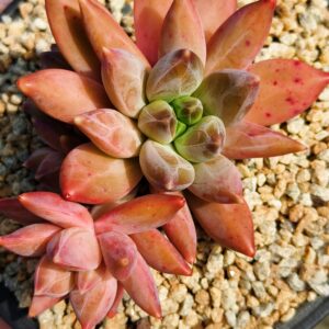 Pachyphytum Rainbow Veil cluster