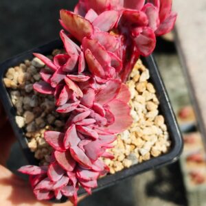 Echeveria Blue Rose cristata