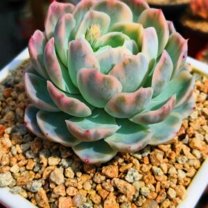 Echeveria Mexican Snowball variegata L