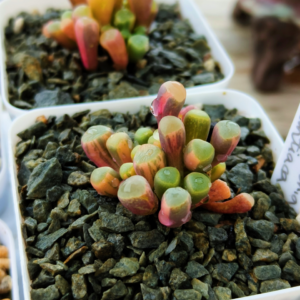 Fenestraria Aurantiaca Fa variegata