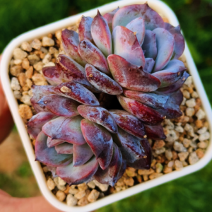 Echeveria Midnight Blush double têtes