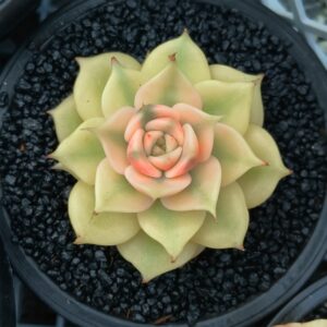 Echeveria Lake Baikal super variegata (rare)