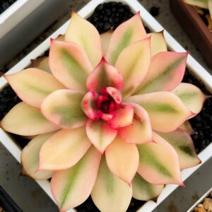 Echeveria Volcano variegata