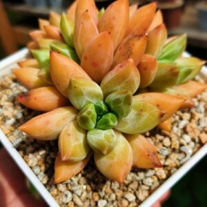 Pachyphytum Rainbow Veil cluster