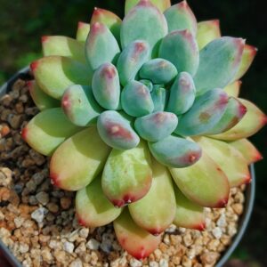 Pachyphytum Rainbow L