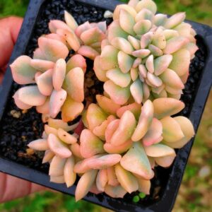 Echeveria Cubic Frost super variegata cristata