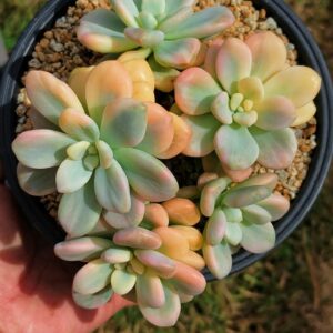 Graptosedum Red Miul variegata cluster