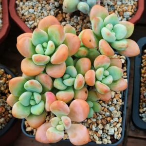 Graptosedum Red Miul Cluster